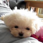 귀여운 우유 2탄 사진입니당.^^