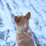 웰시코기 "산이" 의 사진전 - 2 -