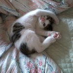 [고양이판]고양이 아니야...너 좀 그래....2