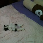 ♥♥♥♥♥♥♥♥귀여운안경을쓴 시츄 <b>짱아</b> ^.^ 동영상 有 ♥♥♥♥♥♥♥♥