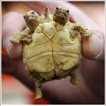 [<b>허당</b>엉아]방사능이가저온 결과