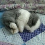 사진有) 우리집토깽이달이