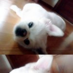 ★코 눌린 페키니즈!! 못생겼단 편견은 버려주세요!★