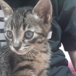 (추가)[사진多]스펙터클한 잠버릇을 가진 아기고양이 포크를 소개합니다~