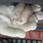 내숑킹 푸딩 ♥