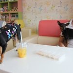 미니핀 성장일기 코코 사랑한당♥ 2!!