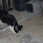 ★집 마당에서 사는 길고양이★