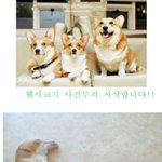 홍대 애견카페 바우하우스 이야기!!!