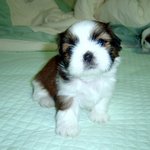 나의가족.....초롱이 출산일기~~^^(일단보세요....행복하답니다...