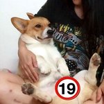 [<b>웰시</b>코기] <b>웰시</b>코기가족 냥이 둘과 동거 중인 여자 ^^ 4탄