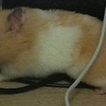 햄스터가 지 새끼를 잡아먹는 <b>동물</b>이라구요 ?