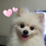 [몽식이 2탄!!] 스마일견 개몽식ㅋ