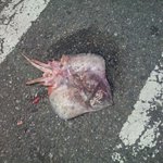 고속도로를 반대하던 김대중