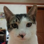 급해요!! 고양이를 찾습니다!!