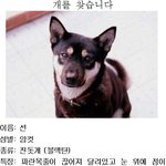 ★★<b>울산</b> 여천동, 무거동 근처에서 개를 찾습니다★★