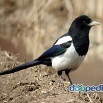 제 애완<b>동물</b>은 끔찍하게 죽었습니다....2