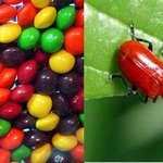 (약혐주의)우리가 모르는 혐오 재료로 만든 식품들