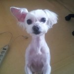 ★★★누아(말티즈)를 찾아주세요★★★