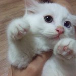 뉴발란스 993살려는데용