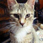 ★귀여움주의★ 혓바닥내밀고자는고양이 "호두" 1탄 사진多