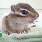 우리집 아가 다람쥐 부모가 되어 주실분 찾아요~(사진,동영상有)