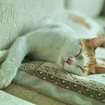 우리집고양이♥사진