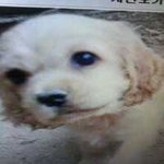 우리집강아지를 소개합니다~