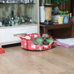 추가!!!!!★유기견 센터에서 데려온 못난이 내새끼들★