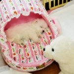 [ ♥.♥] 귀엽고 깜찍한 우리 사랑이라를 자랑해보렵니다.