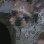 12년된 강아지 <b>쭈쭈</b>를 소개합니다