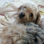 ☆★우리집 기염기염둥이 개봄이를 소개합니당★☆