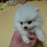 <화이트 포메> 10일만에 폭풍성장하는 강아지