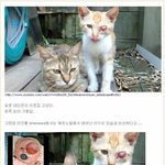 ***<b>간디</b>*** 일본에서 태어난 기형 고양이
