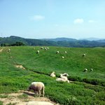 ★초록세상!  <<b>대관령</b> 삼양목장> 나들이~★