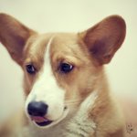 <b>웰시</b>코기 "산이" 의 사진전 - 3 -