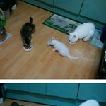 톡에이어 제2탄!!)레오 레미가 아빠엄마가됬다!!!!육아일기