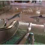 49-두바이 과학센터 <b>상어</b>