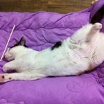 제 새끼(고냥이)만 이런 <b>자세</b>로 자나요?