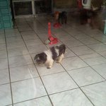 (빡침주의 사진有) ★☆★☆ 불쌍한 강아지들좀 봐주세요 ★☆★☆