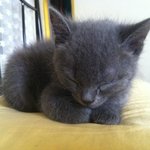 우리는 호주 냥냥이 남매...(러시안블루+브리티쉬 숏헤어)