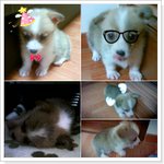 나의 사랑스런 웰시코기 "마고"를 소개합니다.1탄!!