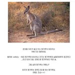 41-캥거루의 <b>진실</b>
