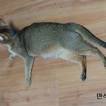 아가들과함께 돌아온 <b>미묘</b> 아비시니안 쪼꼬&amp;치로
