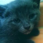 내 겨털까지 아껴주는 냥이