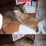 <b>미묘</b> 아비시니안, 쪼꼬&amp;치로의 꼬물이들