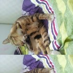 (스압 有)엽사만 찍히는 우리집 고양이 <b>미미</b>