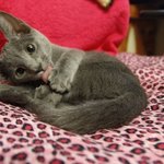 ★러블리한 러시안블루 아야느님 화보집 공개★