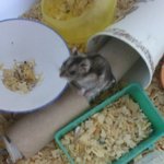 님들아우리집햄스터수컷이<b>암컷</b>대가리뜯어먹음