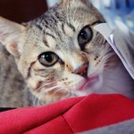 ★귀여움주의★ 혓바닥내밀고자는고양이 "호두" 2탄 사진多