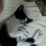 고양이 무료<b>분양</b> 합니다.